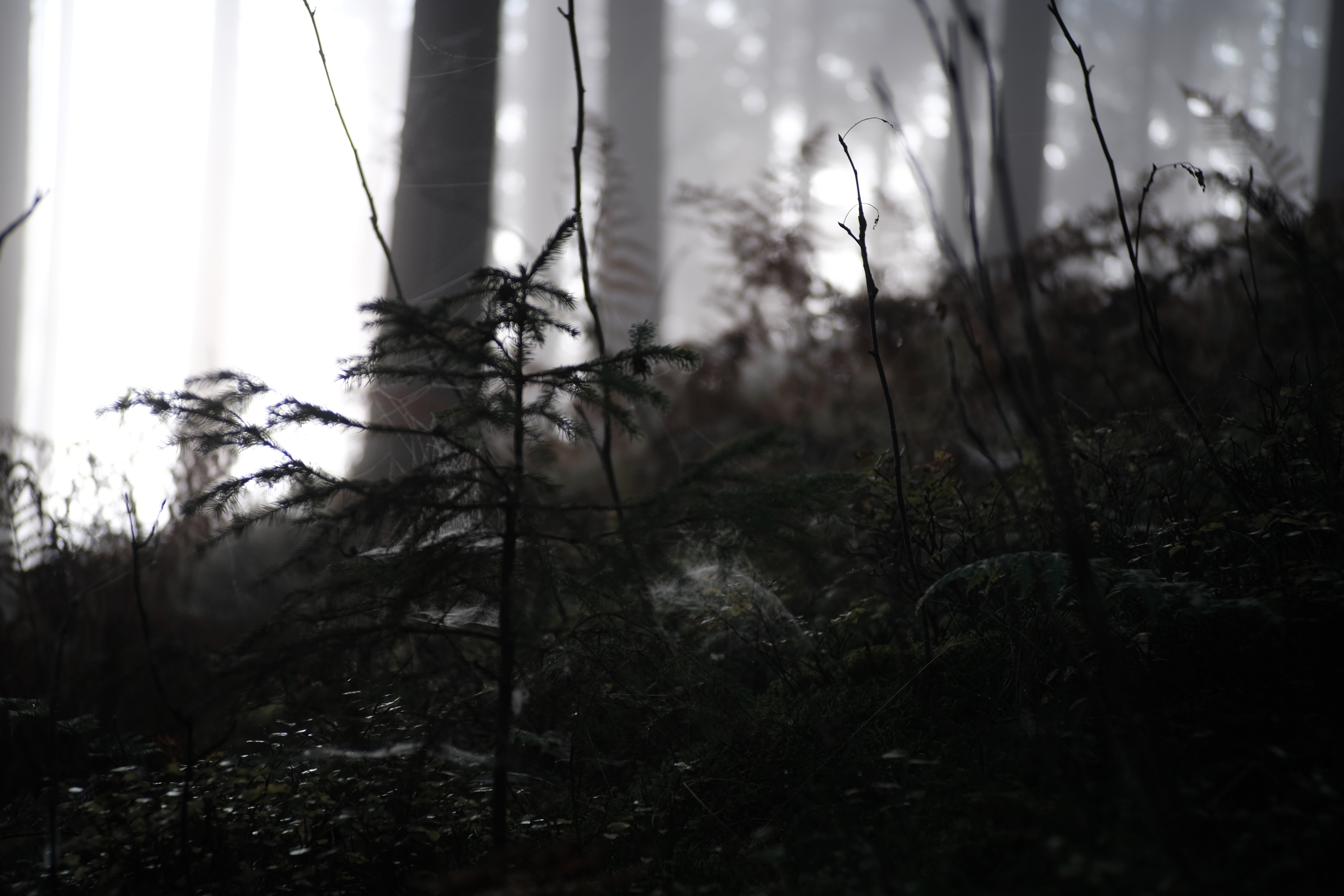 Black Forest